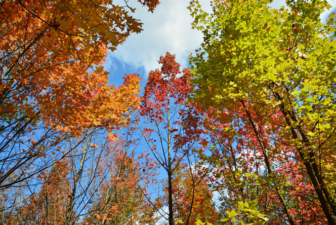 昆明周邊3日游：親子農耕勞動，植物世界探秘，繪畫美麗家園！