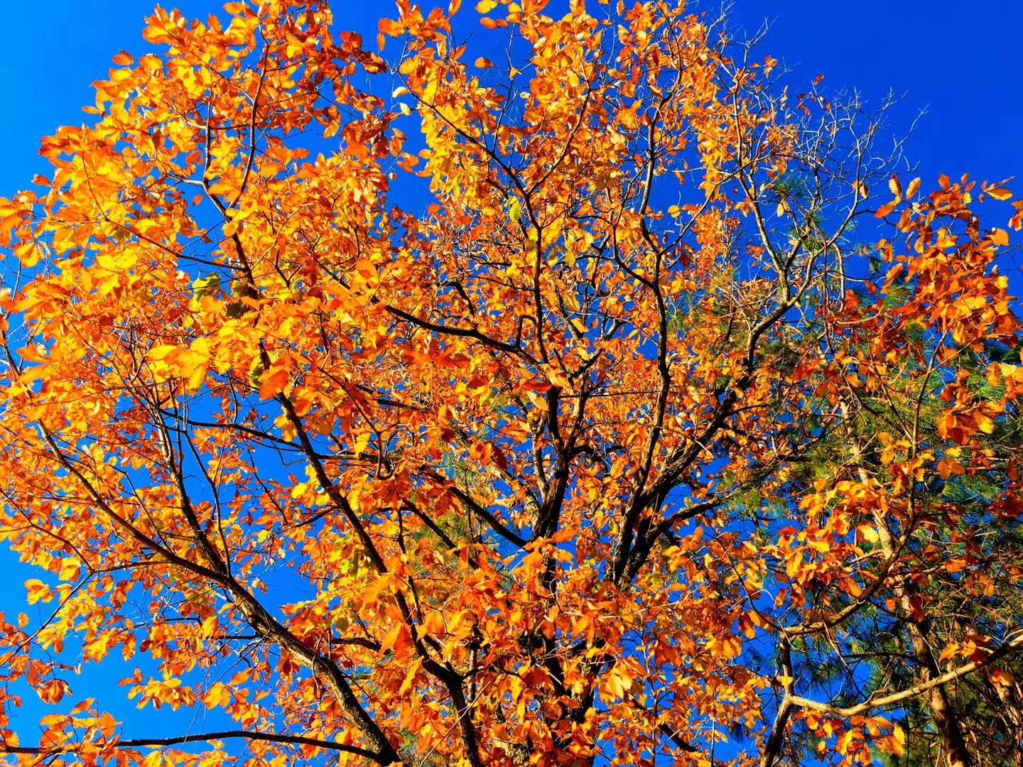 會(huì)展 會(huì)展