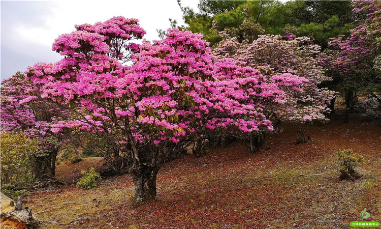 青巖山杜鵑花開(kāi)漫山野 大美蘭坪等你來(lái)！