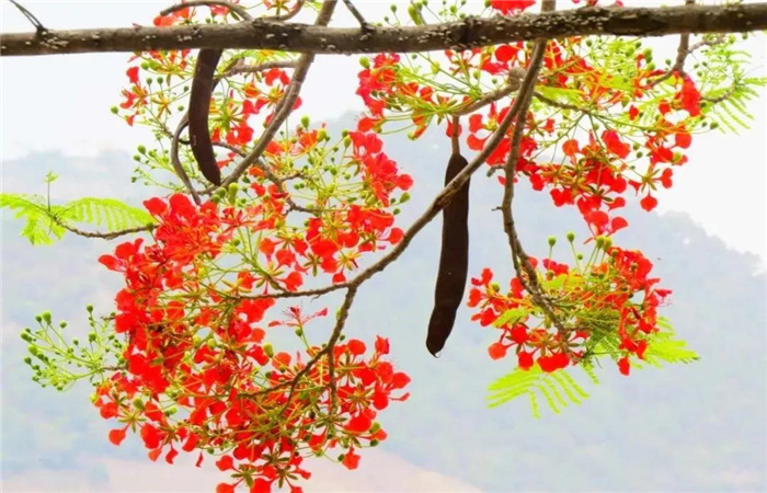 怒江旅游 鳳凰花開(kāi)紅似火，峽谷賞花正當(dāng)時(shí)